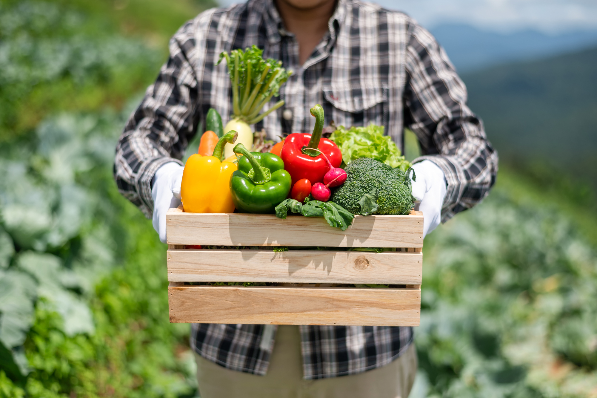 Farmer man holding wooden box full of fresh raw vegetables. Bask